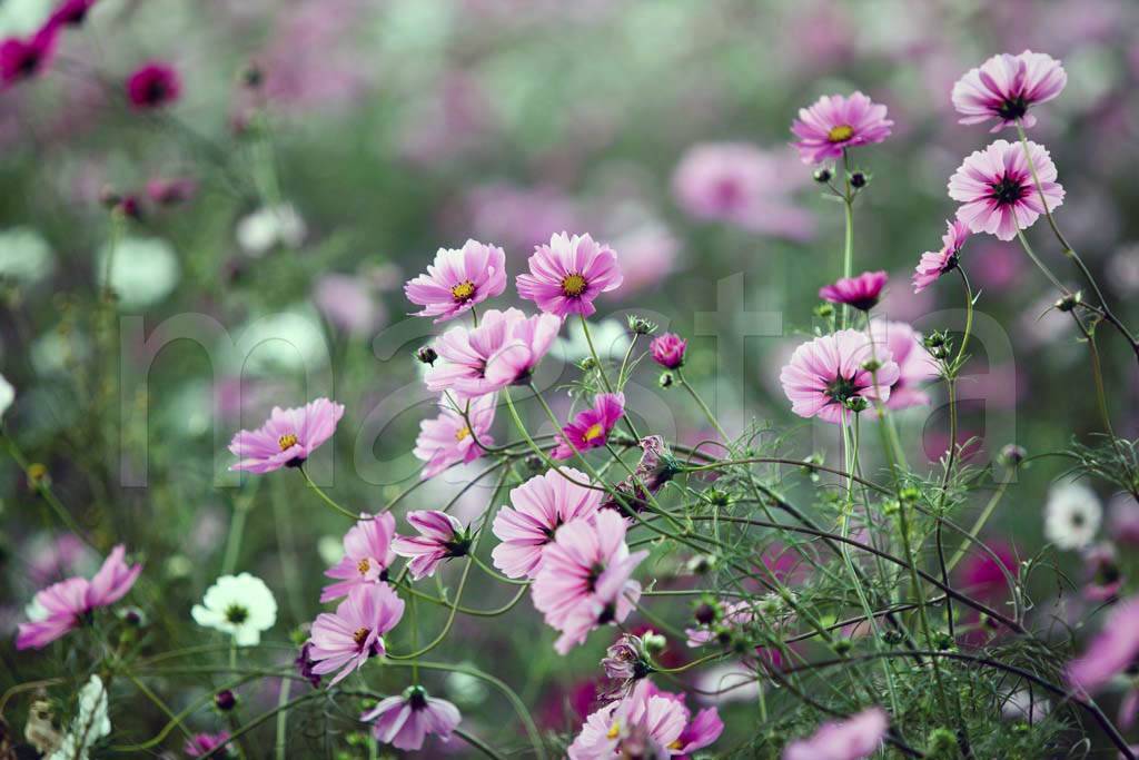 Фотообои Полевые нежные цветы